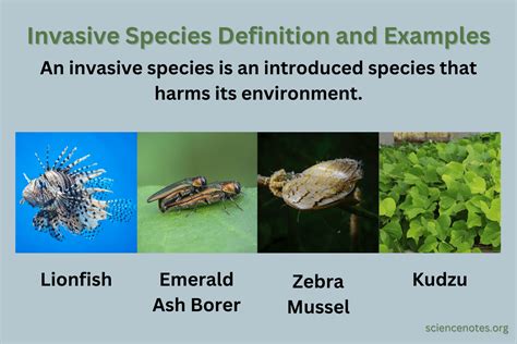 Invasive Species Definition And Examples