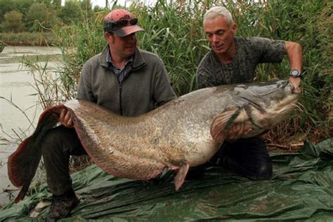 Biggest Catfish In The World Wels Catfish International Inside
