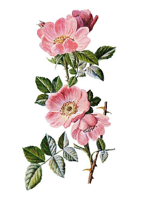 Here Is A Vintage Illustration Of A Pretty Pink Sweet Briar Rose And A