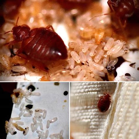 Bed Bug Pest Control Stock Photos Pictures And Royalty Free Images Istock