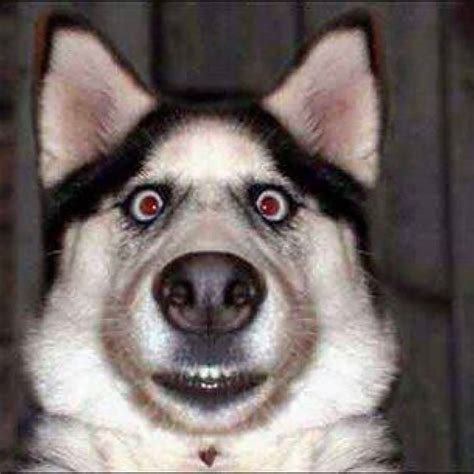 Funny Surprised Face Dog Picture