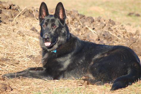 Why Are Some German Shepherds Black