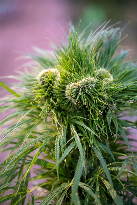 I had the opportunity to photograph a plant with a rare mutation called