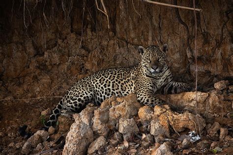 Cats Jaguar Big Cat Wildlife Predator Animal Hd Wallpaper Peakpx