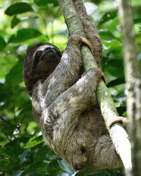 Jamesjadeynaturephoto Stumbled Across This Three Toed Sloth On The