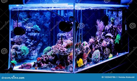 Saltwater Aquarium Coral Reef Tank Scene At Home Stock Photo Image