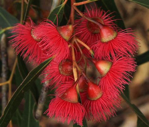 Australian Native Flowers Australian Wildflowers Australian Native