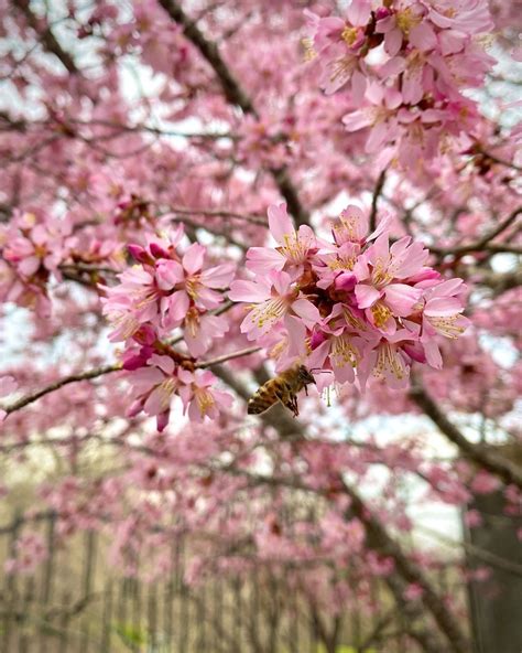 North Carolina Flowering Trees For Successful Blogs Efecto