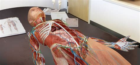 The anatomical mini torso model has several removable parts too; Going Inside of Your Body with The Human Anatomy Atlas AR ...