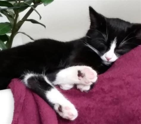 Kitten With Vitiligo Slowly Transforms From Black To Dappled Fur Metro News