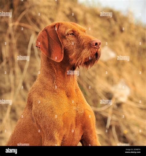 Drahthaar Vizsla Hund Fotos Und Bildmaterial In Hoher Auflösung Alamy