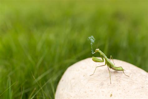 Free Hd Images Fifcu Purchased Green Grasshopper Flying Hi Res