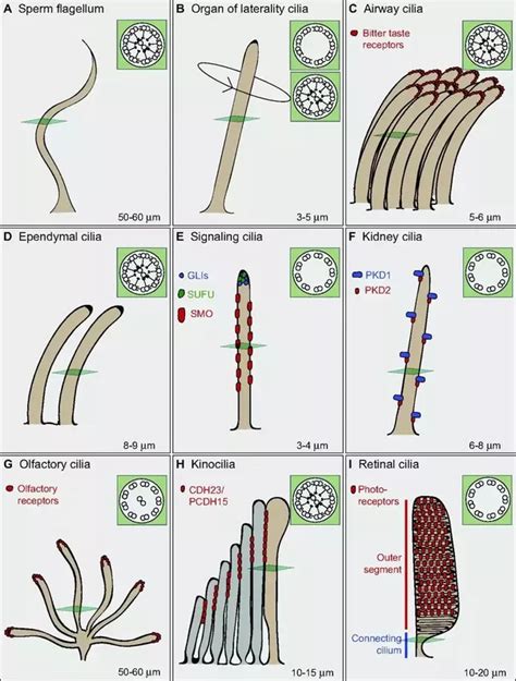 Some animal cells have cilia or a flagellum. What is the function of a cilia within an animal cell and ...