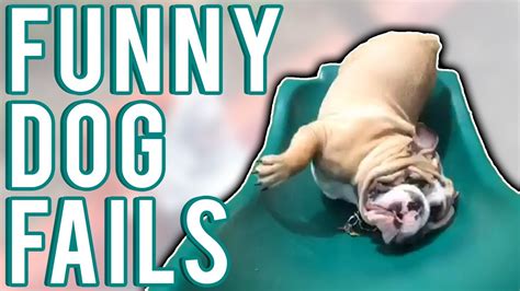 Funny Dog Fails June 2017 A Fail Compilation By Failunited Youtube