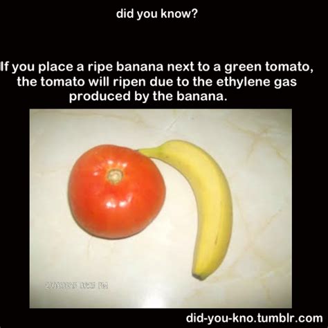 If You Place A Ripe Banana Next To A Green Tomato Pictures Photos And