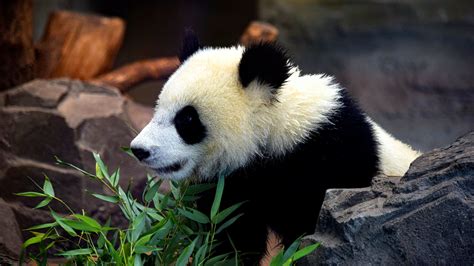 Weiße Pandabären Wallpaper Kostenlos