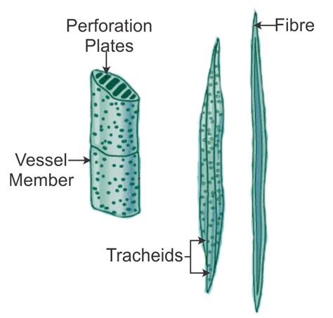 Flowchart Wiring And Diagram Xylem Vessels And Tracheids Diagram