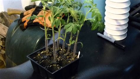 Transplanting Tomato Seedlings YouTube