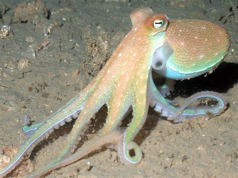 An Octopus Senses Light With Its Skin Earth Earthsky