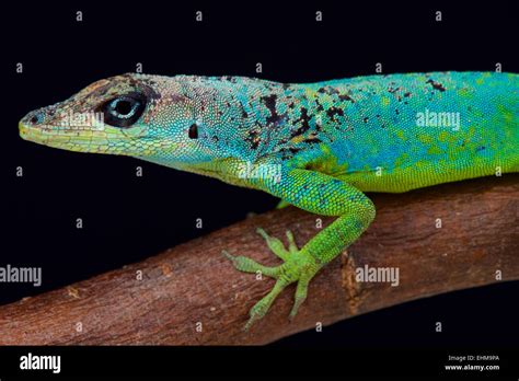 Blue Anole Hi Res Stock Photography And Images Alamy