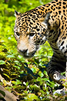 The jaguar is an animal that is indigenous to the western hemisphere, where it primarily inhabits the tropical rainforests of central and south america. What Are the Dangers of Animals in the Rain Forest? | USA ...