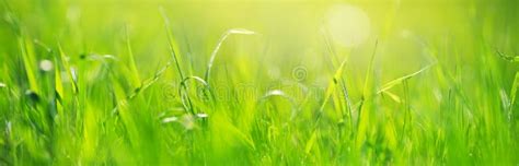 Fresh Green Grass Background In Sunny Summer Day 库存图片 图片 包括有 工厂 新鲜