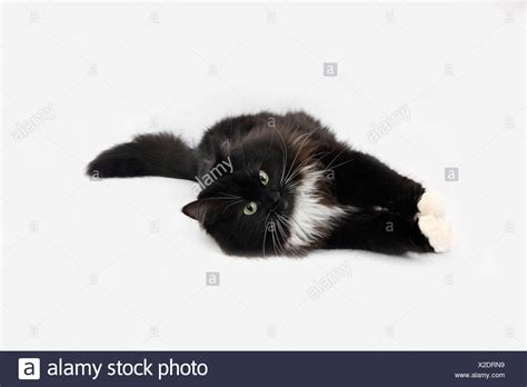 Siberian Forest Cat Stock Photos And Siberian Forest Cat Stock Images Alamy