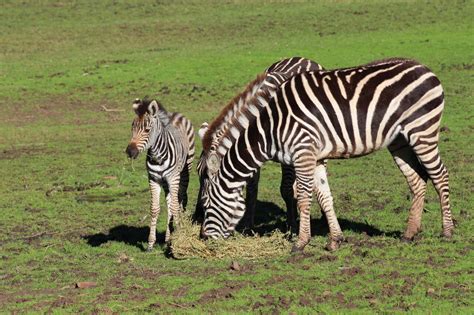 Photos Baby Zebra At Taronga Western Plains Zoo Animal Fact Guide