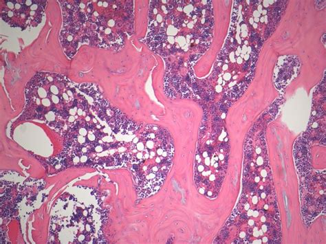 Learn vocabulary, terms and more with flashcards, games and other study tools. 72 best images about Histology on Pinterest | The smalls ...