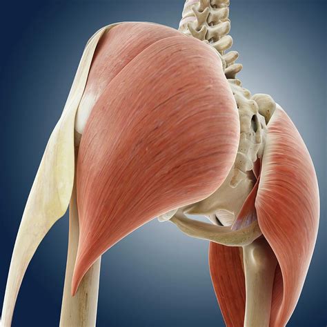 Buttock Muscles Photograph By Springer Medizinscience Photo Library
