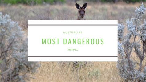 Australias Most Dangerous Animals Youtube