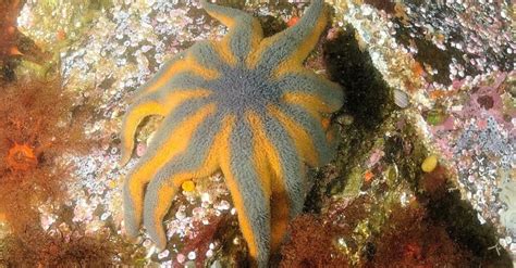 Discover The 10 Largest Starfish In The World A Z Animals