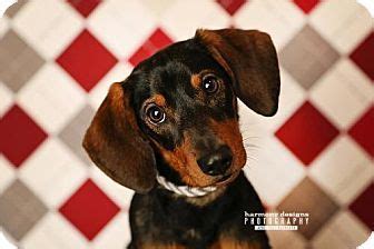 Come see the favorite pet services destination for 2007. Nashville, TN - Dachshund Mix. Meet Chase, a dog for ...