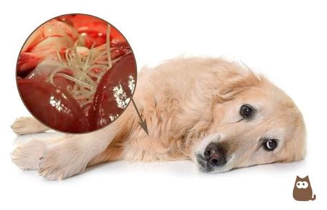 Estas plaquetas se producen en la médula ósea de un perro b. ICTUS EN PERROS - Síntomas, Causas y Tratamiento