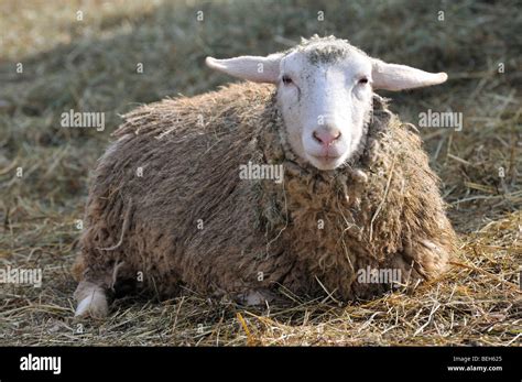 Domestic Sheep Ovis Aries Stock Photo Alamy