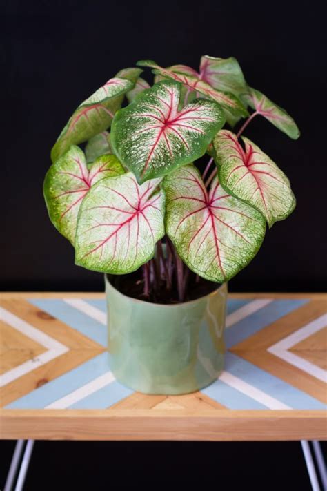 White queen displays a red center with radiating veins of red. Caladium 'White Queen' - svokrine jazyky