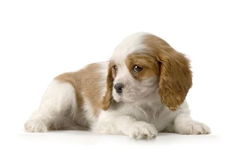 Cavalier King Charles Puppy And Mother Stock Image Image Of Lovable