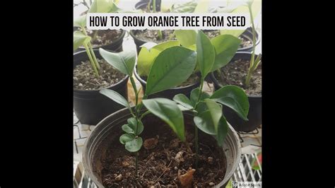 How To Grow Orange Tree From Seed Fastest And Easiest Way How To
