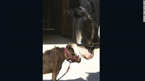 Meet Big Jake And Thumbelina The Tallest And Smallest Horse In The