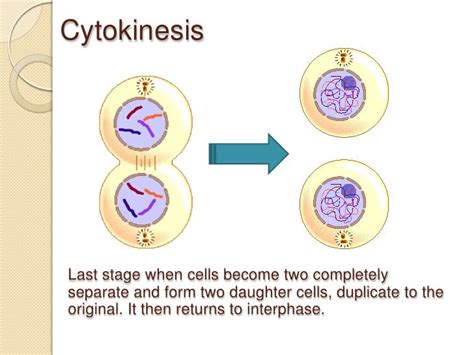 Asexual Cell Cycle Reproduction