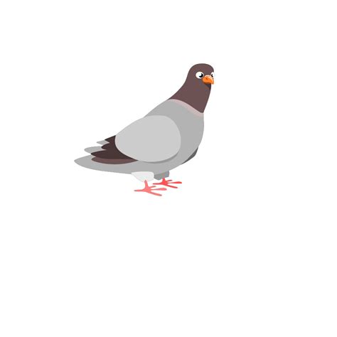 Rock Dove Png Isolated Hd Png Mart