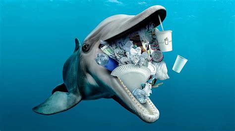 81 Tiere Plastik Im Meer Sisustasydamella