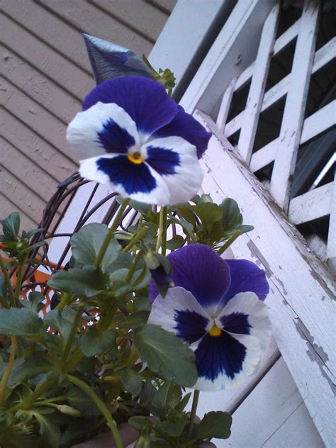 My Happy Faced Violas One Of My Favorite Shade Friendlies Violas