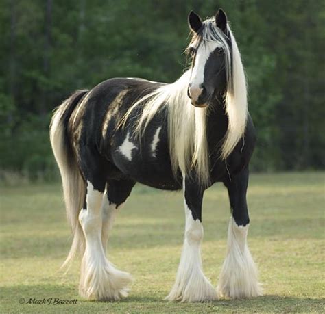 Top 20 Most Beautiful Horses In The World Pouted Online Lifestyle