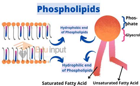 Phospholipids Structure Classes And Functions