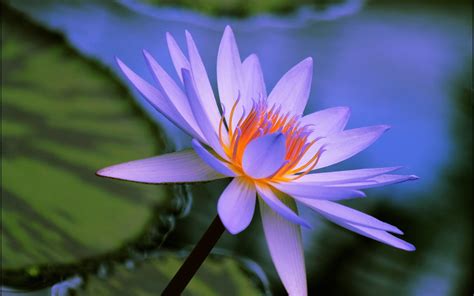 Water Lily Hd Wallpaper Background Image 2560x1600 Id523025