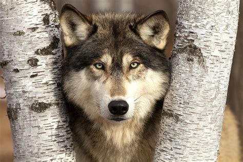 North American Wildlife Jim Zuckerman Photography Timber Wolf
