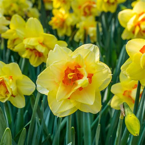 Get Narcissus Tahiti Spring Flowering Bulbs In Mi At English Gardens