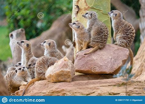 Group Of Funny Cute Meerkats Stock Image Image Of Alert Life 200171701