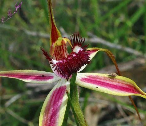 Plantfiles Pictures Species Orchid Caladenia Blushing Spider Orchid Caladenia Lorea By Kell